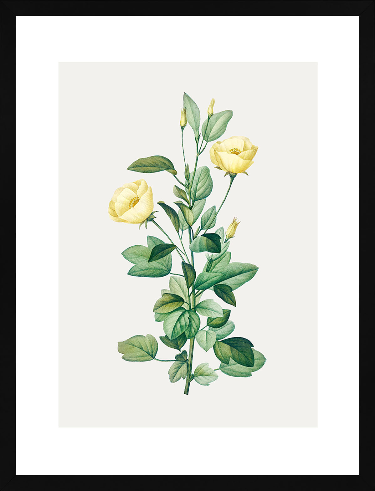 Rosa Centifolia Sarı Gül - Pierre Joseph Redoute