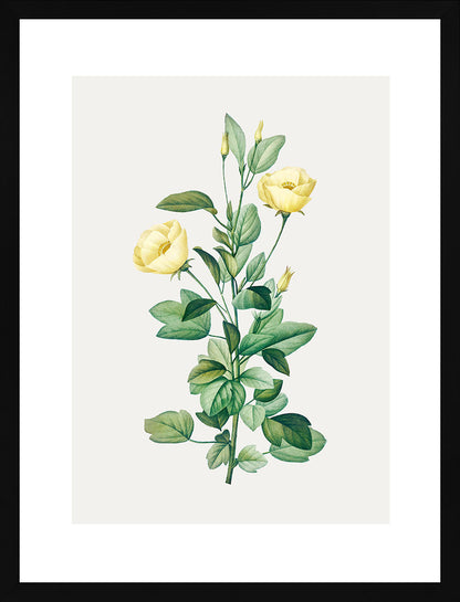 Rosa Centifolia Sarı Gül - Pierre Joseph Redoute
