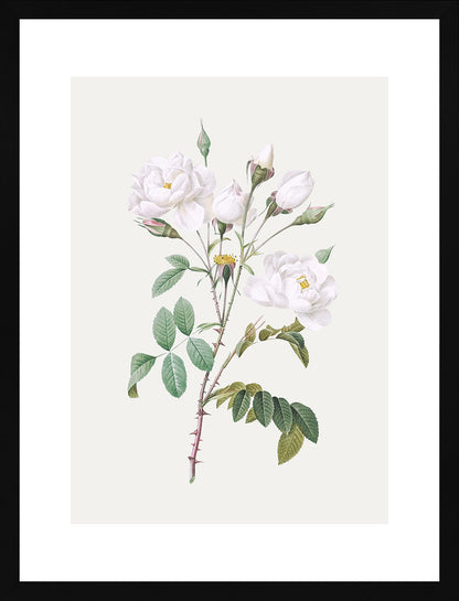 Rosa Centifolia Beyaz Gül - Pierre Joseph Redoute