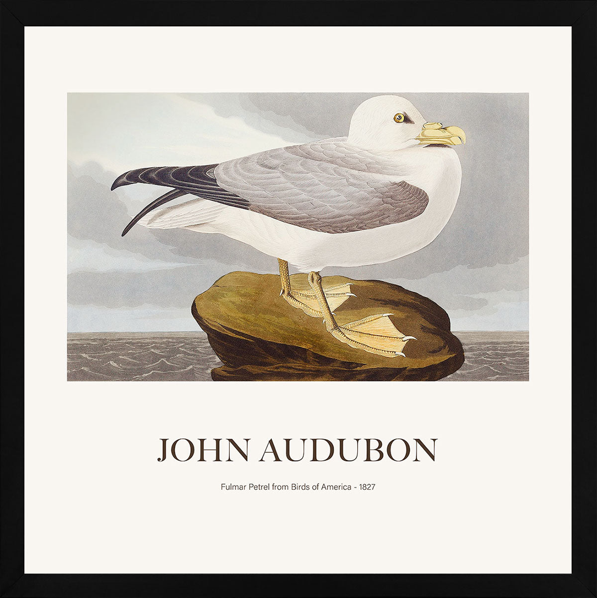 Kuzey Fulmarı - John James Audubon