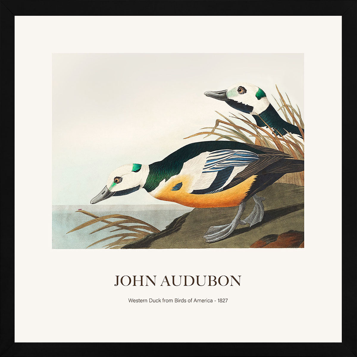 Ördek - John James Audubon