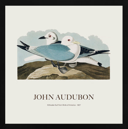 Rissa - John James Audubon