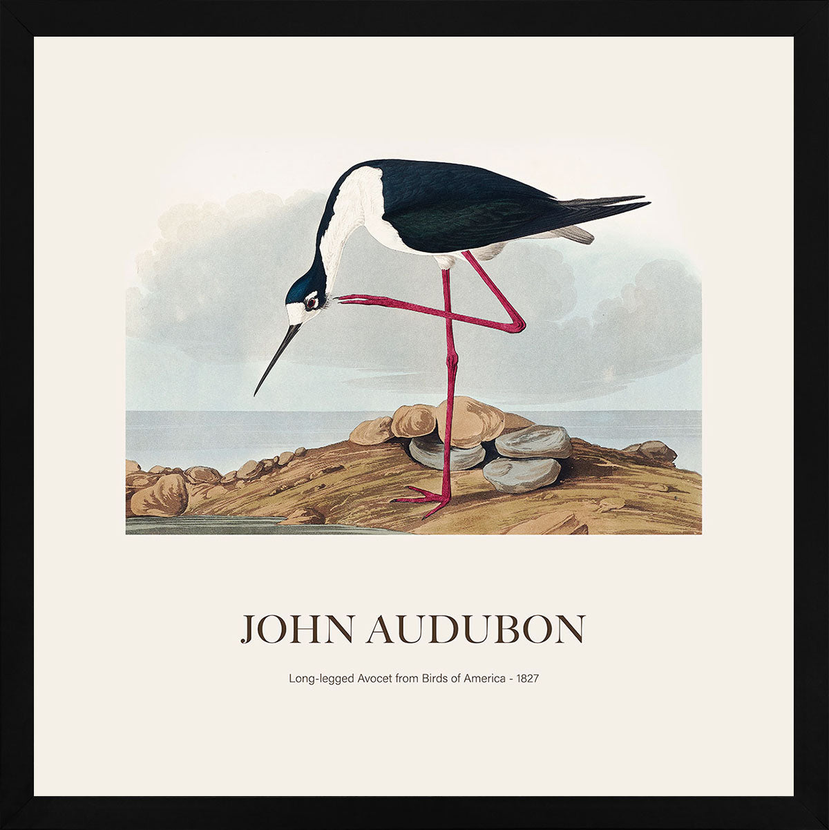 Leylek - John James Audubon