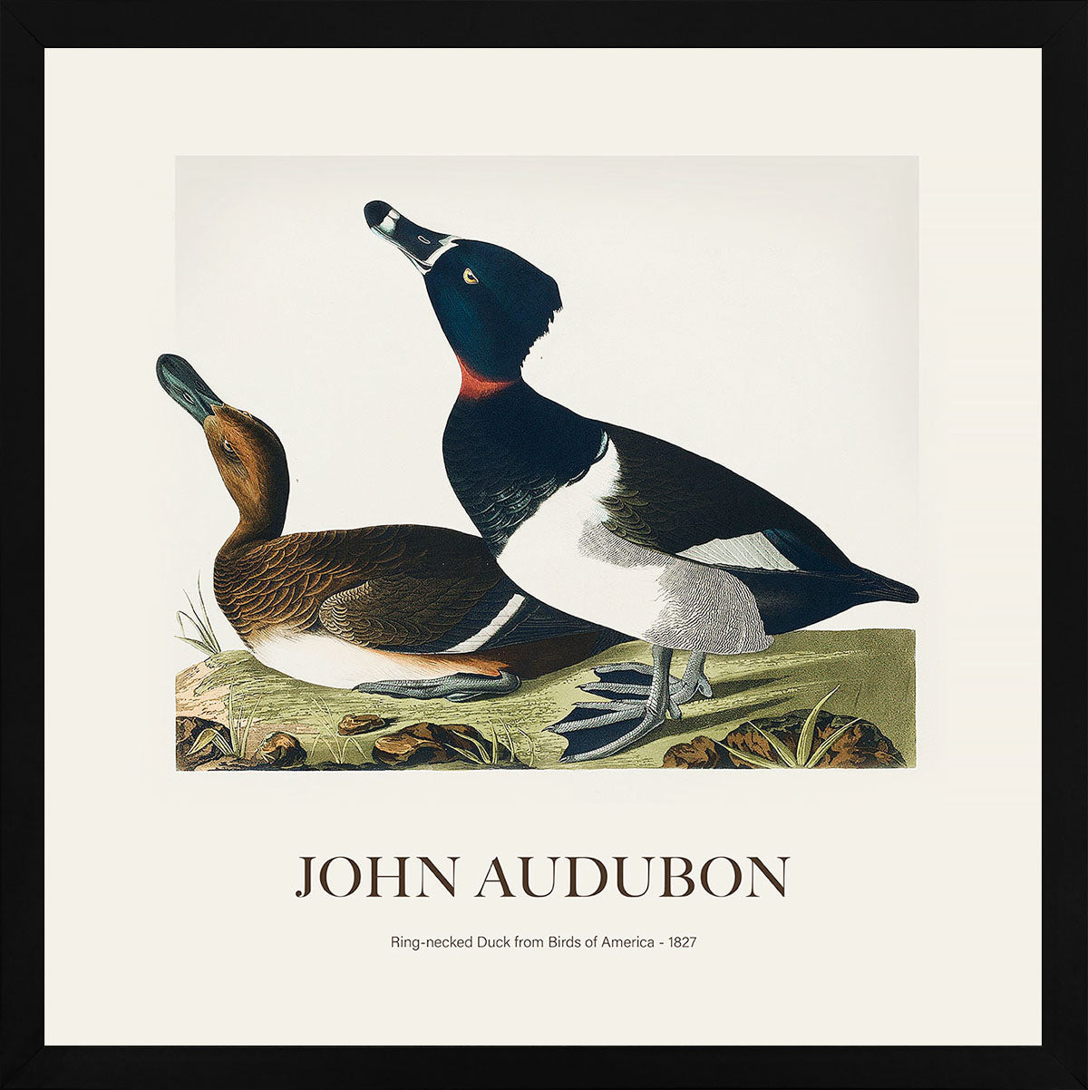 Halkalı Ördek - John James Audubon