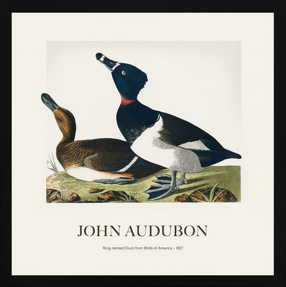 Halkalı Ördek - John James Audubon