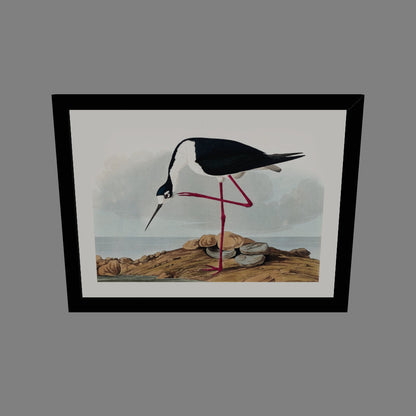 Leylek - John James Audubon