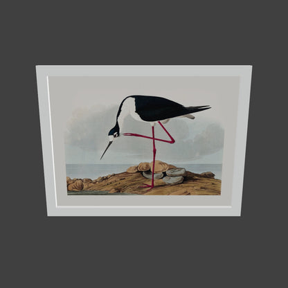 Leylek - John James Audubon