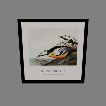 Ördek - John James Audubon