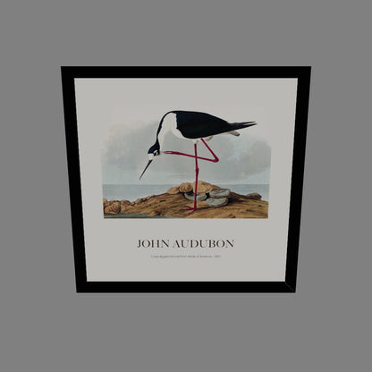 Leylek - John James Audubon