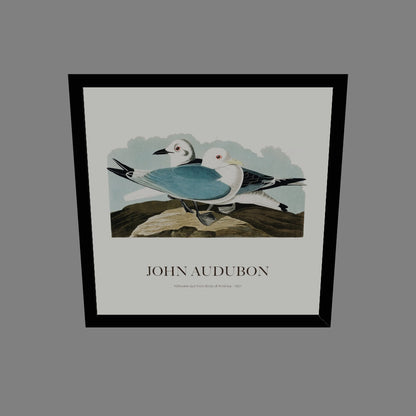 Rissa - John James Audubon