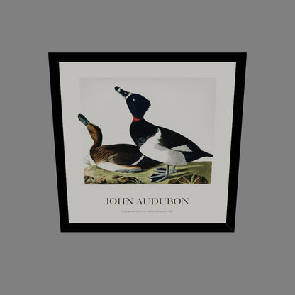 Halkalı Ördek - John James Audubon
