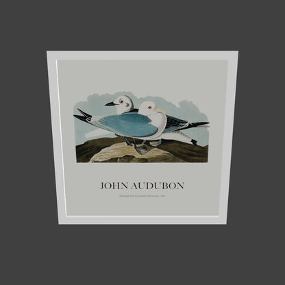Rissa - John James Audubon