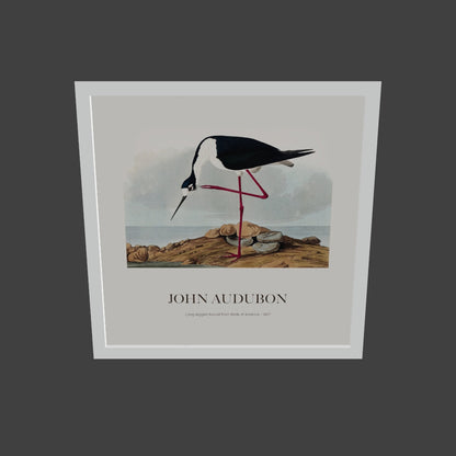 Leylek - John James Audubon