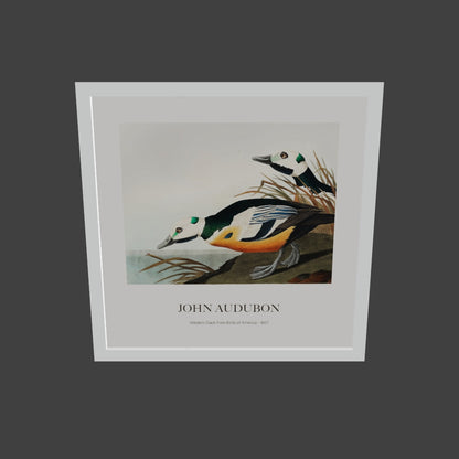 Ördek - John James Audubon