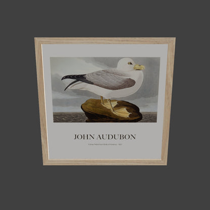Kuzey Fulmarı - John James Audubon