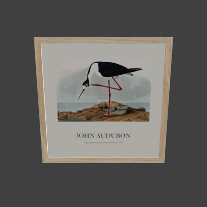 Leylek - John James Audubon