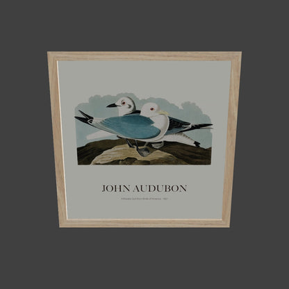 Rissa - John James Audubon