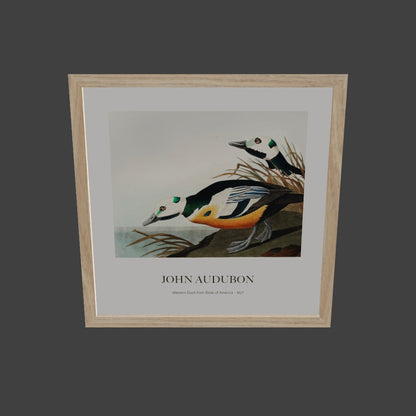 Ördek - John James Audubon