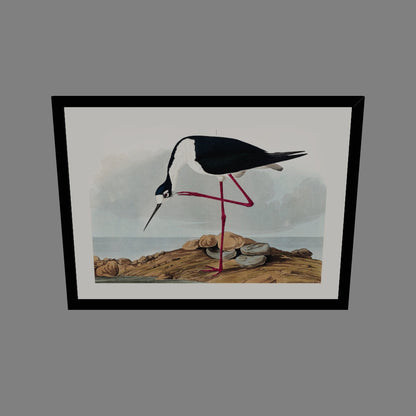 Leylek - John James Audubon