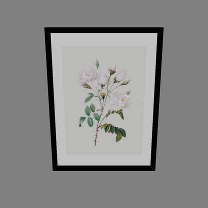 Rosa Centifolia Beyaz Gül - Pierre Joseph Redoute