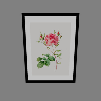 Rosa Centifolia Kırmızı Gül - Pierre Joseph Redoute