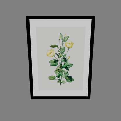 Rosa Centifolia Sarı Gül - Pierre Joseph Redoute