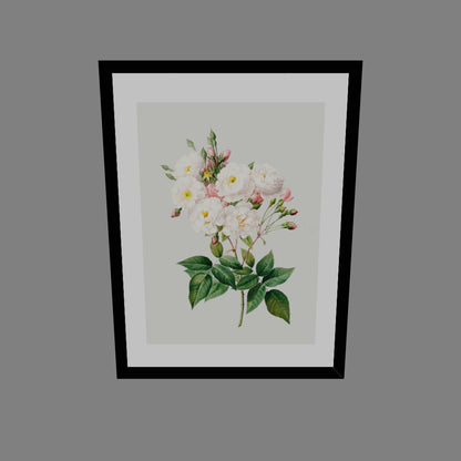 Rosa Centifolia Beyaz Gül 02 - Pierre Joseph Redoute
