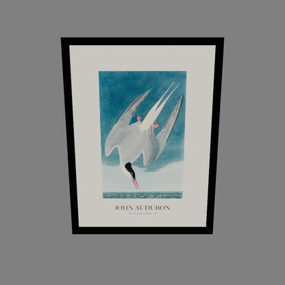 Kuzey Sumrusu - John Audubon
