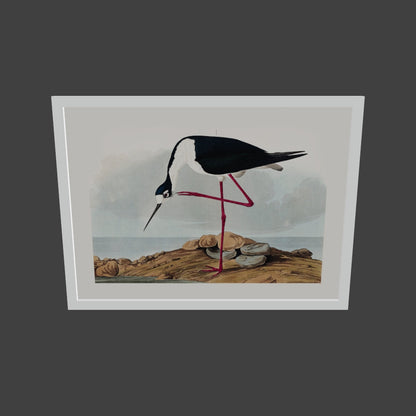 Leylek - John James Audubon