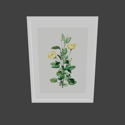 Rosa Centifolia Sarı Gül - Pierre Joseph Redoute