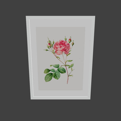 Rosa Centifolia Kırmızı Gül - Pierre Joseph Redoute