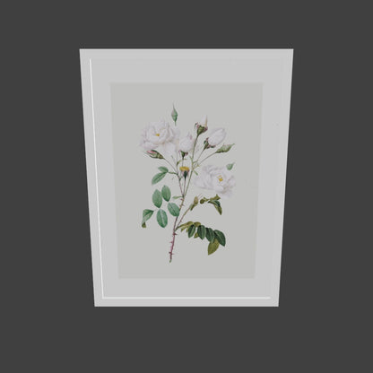 Rosa Centifolia Beyaz Gül - Pierre Joseph Redoute