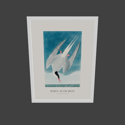 Kuzey Sumrusu - John Audubon