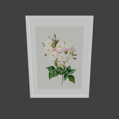 Rosa Centifolia Beyaz Gül 02 - Pierre Joseph Redoute