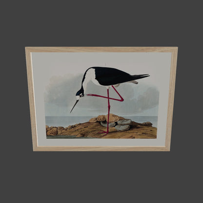 Leylek - John James Audubon