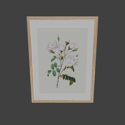 Rosa Centifolia Beyaz Gül - Pierre Joseph Redoute