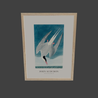 Kuzey Sumrusu - John Audubon