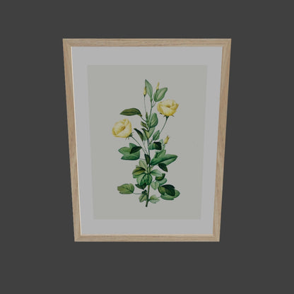 Rosa Centifolia Sarı Gül - Pierre Joseph Redoute