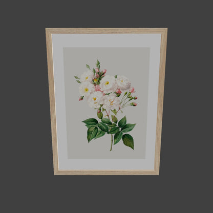 Rosa Centifolia Beyaz Gül 02 - Pierre Joseph Redoute
