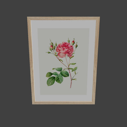 Rosa Centifolia Kırmızı Gül - Pierre Joseph Redoute