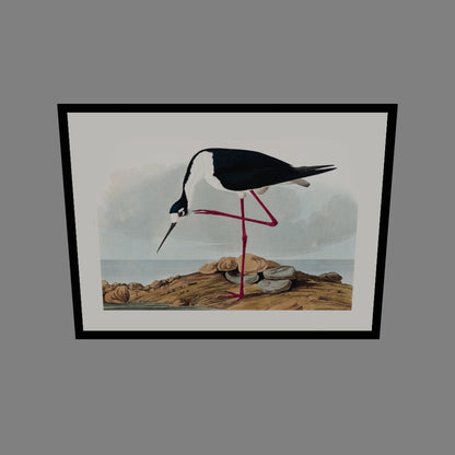 Leylek - John James Audubon