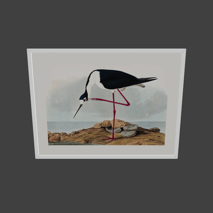 Leylek - John James Audubon