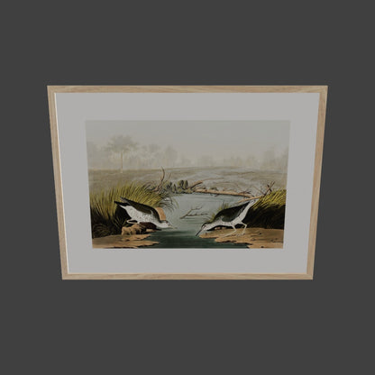 Benekli Düdükçün - Robert Havell