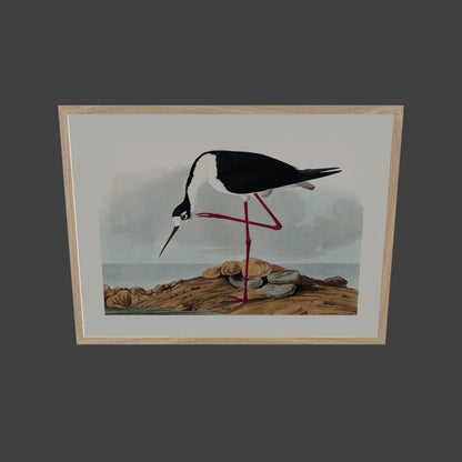 Leylek - John James Audubon