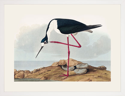 Leylek - John James Audubon