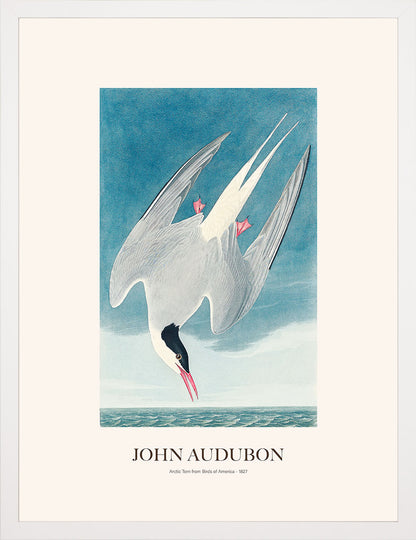 Kuzey Sumrusu - John Audubon