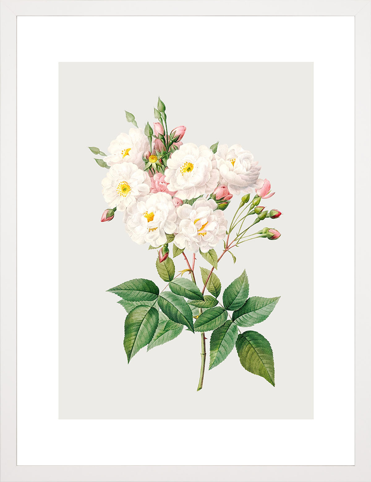Rosa Centifolia Beyaz Gül 02 - Pierre Joseph Redoute