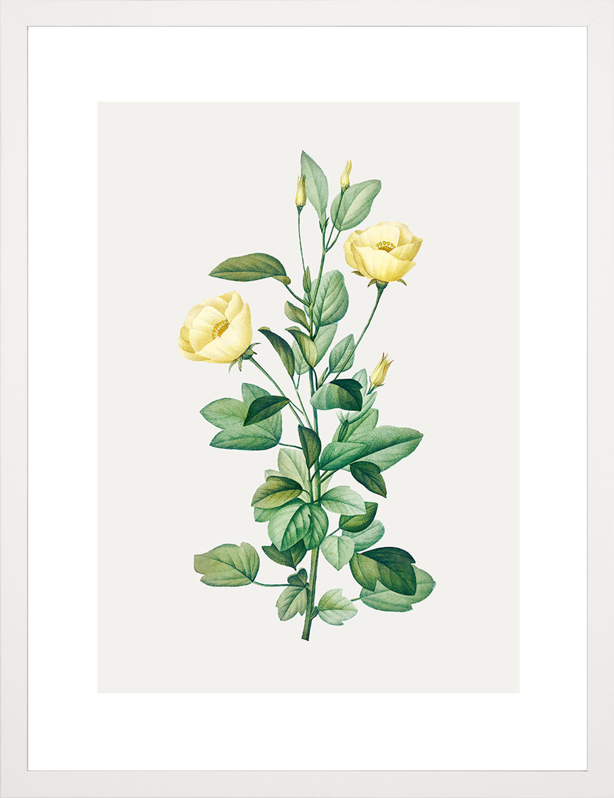 Rosa Centifolia Sarı Gül - Pierre Joseph Redoute