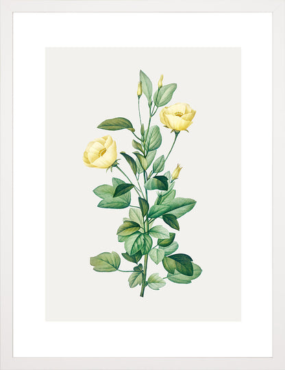 Rosa Centifolia Sarı Gül - Pierre Joseph Redoute