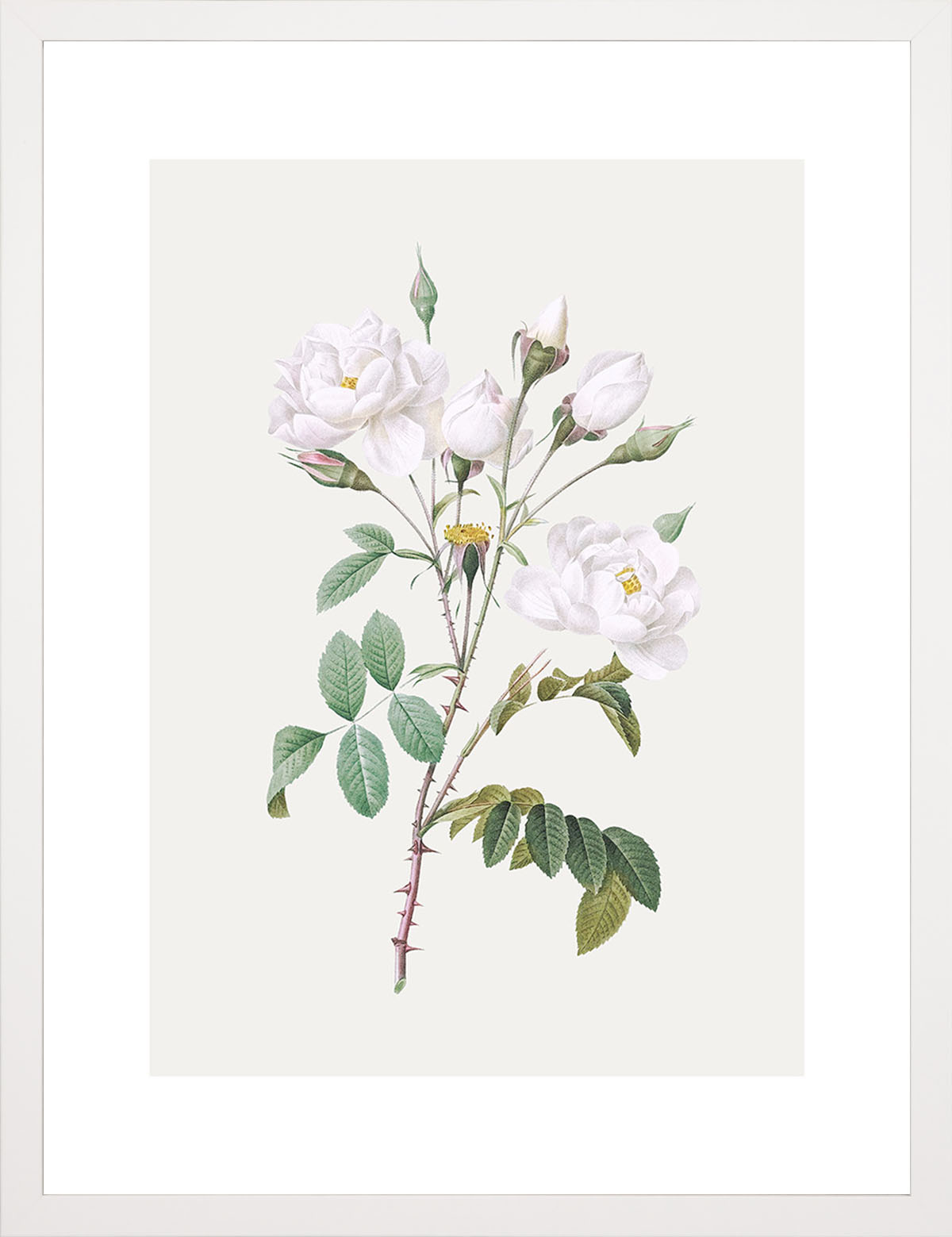 Rosa Centifolia Beyaz Gül - Pierre Joseph Redoute